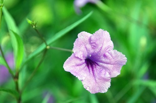 petunia  ruellia simplex  mexican petunia