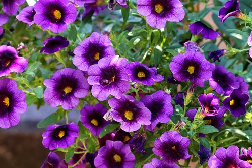 petunia  violet  close up