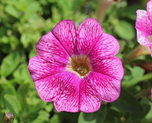 petunia flower pink