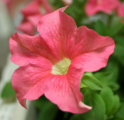 petunia flower pink