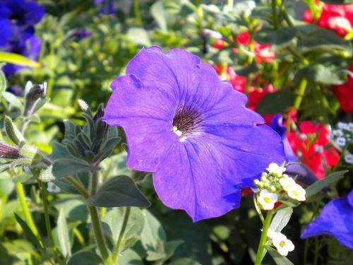 petunia plant flower