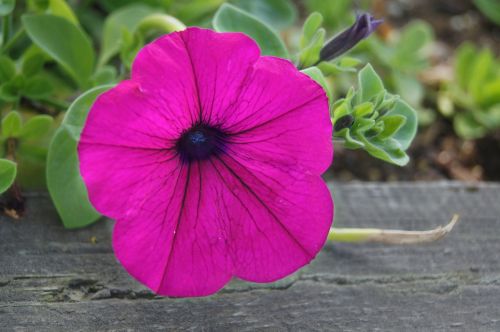 petunia flower purple