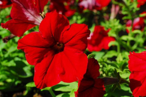 petunia red flower red petunia
