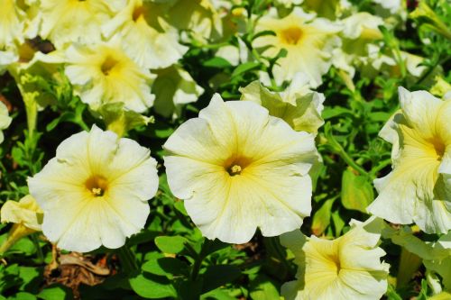 petunia yellow flower yellow petunia