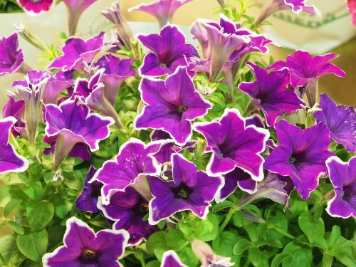 petunia short 牽 bovine flower purple white bian