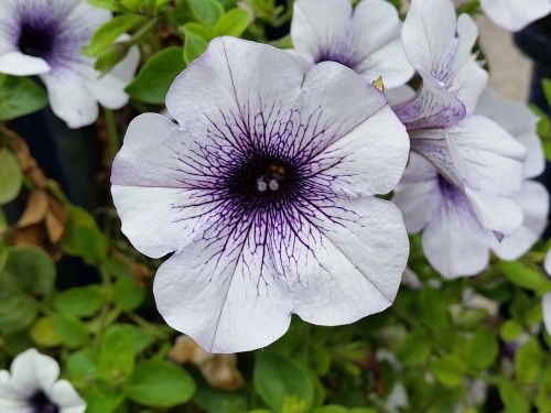 petunia white purple