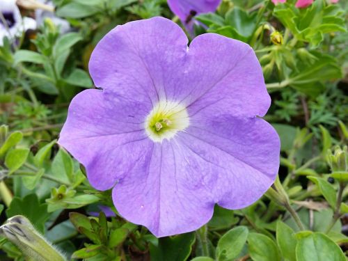 petunia blue flower
