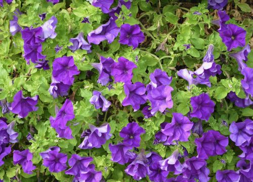 petunia purple green leaves flowers