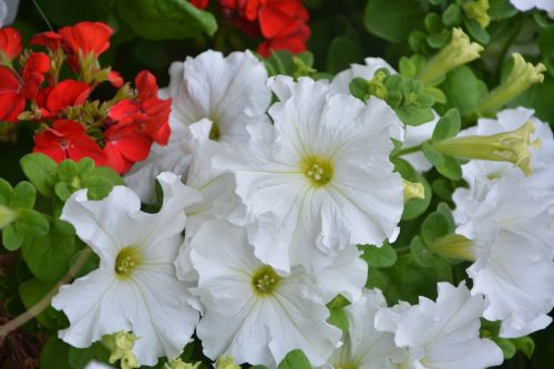 petunia white white flowers garden