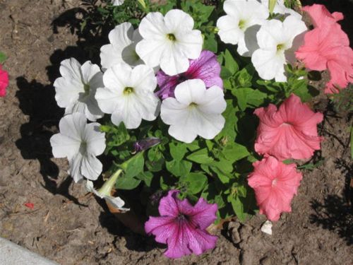 Petunias