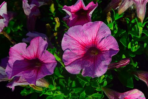 petunias pink flowers