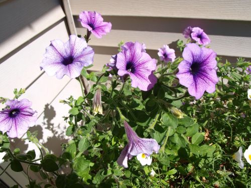 petunias flowers garden