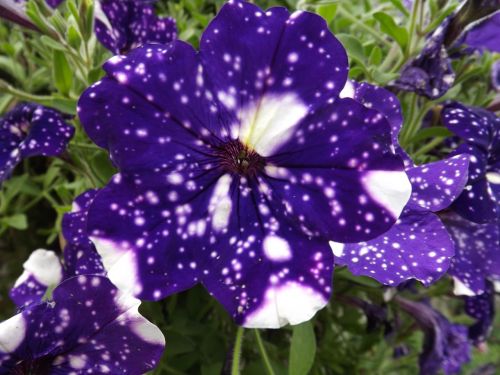 petunias night sky flower