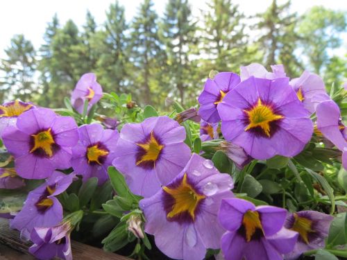 petunias violet blossom