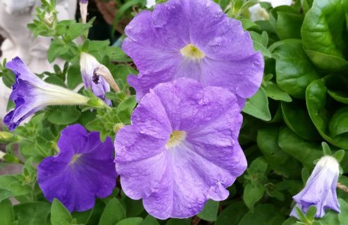 petunias purple flowers