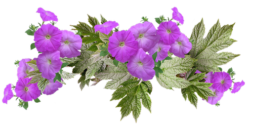 petunias  leaves  arrangement