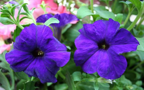 petunias floral plants