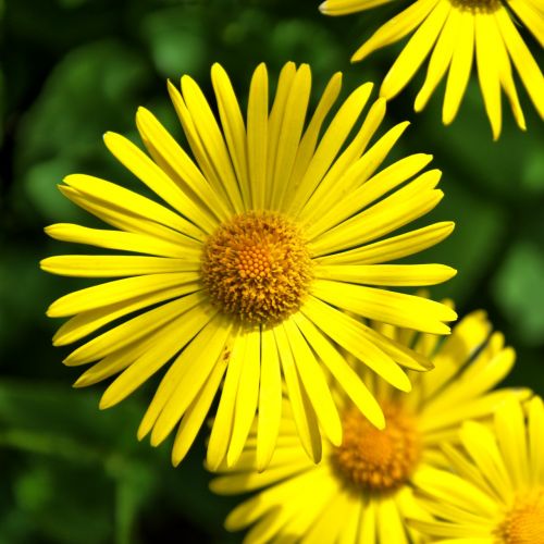 peucedanum daisy flower perennials