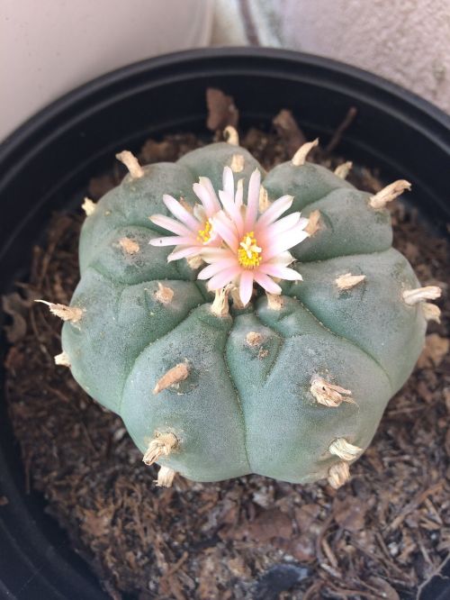 peyote cactus wild