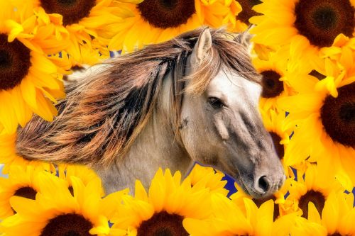 Horse In Flowers