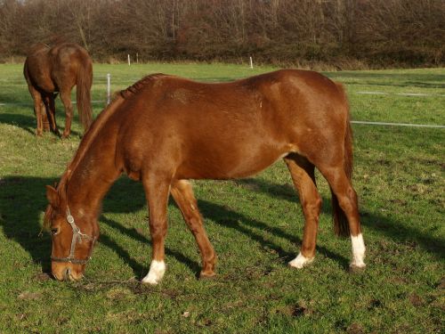 Horses On Pasture