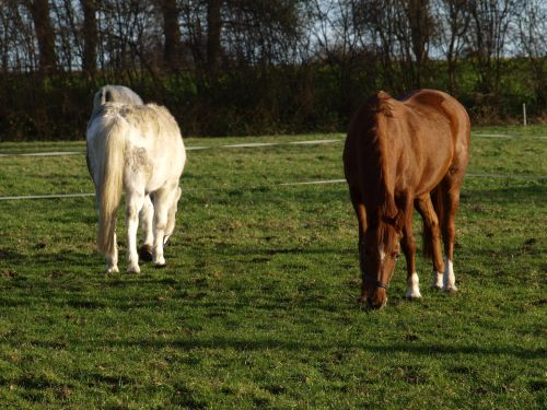 Horses On Pasture