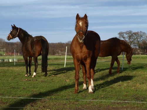 Horses On Pasture