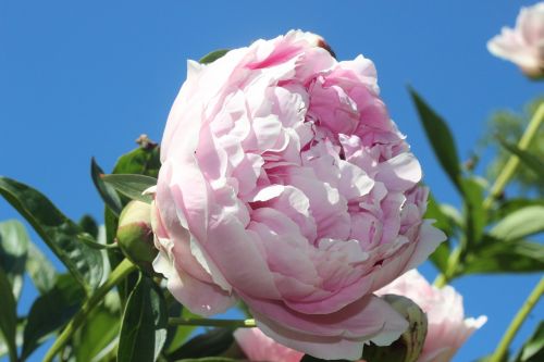 pfingtsrose spring pink