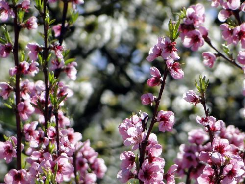 pfirsischblüte pink spring