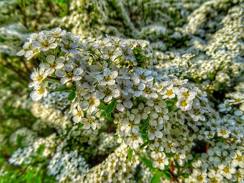 pflanzen  blüten  flowers