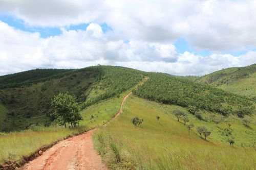 pfp landscape aforestation