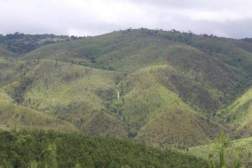 pfp landscape aforestation