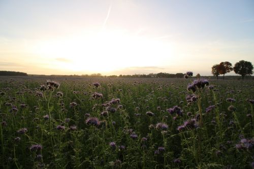 phacelia bees field