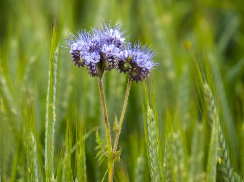 phacelia phazelia plant