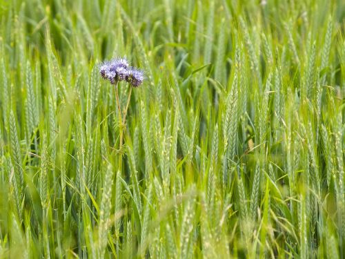 phacelia phazelia flower