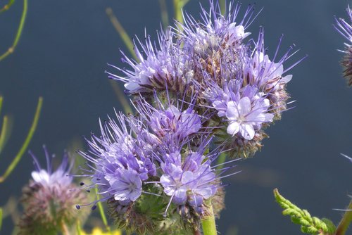 phacelia  bijenvoer  bijenbrood