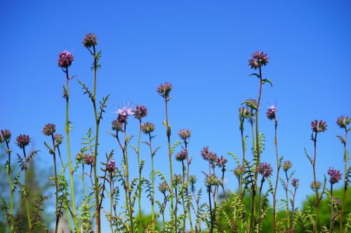 phacelia flower flowers