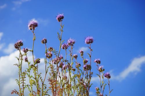 phacelia flower flowers