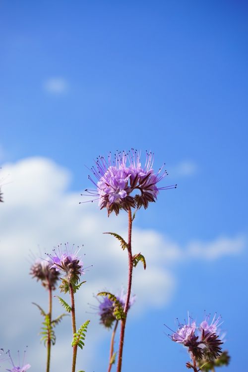 phacelia flower flowers