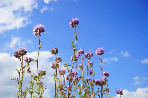 phacelia flower flowers