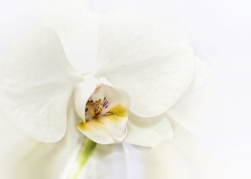 phalaenopsis orchid white