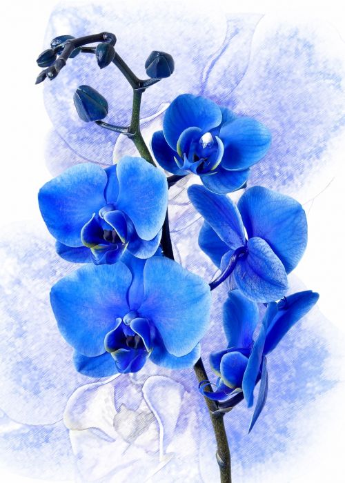 phalaenopsis orchid colored blue