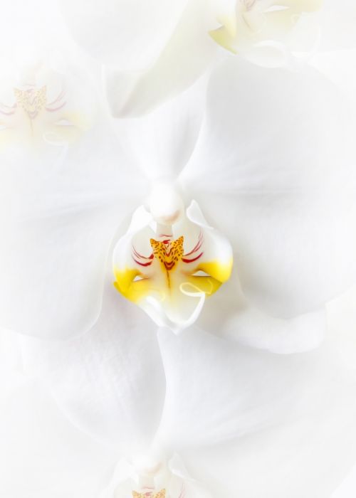 phalaenopsis orchid white