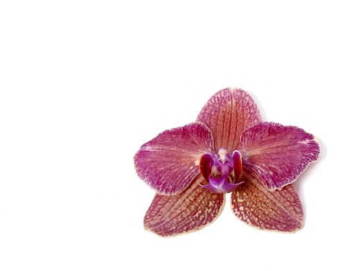phalaenopsis orchid phalaenopsis orchid