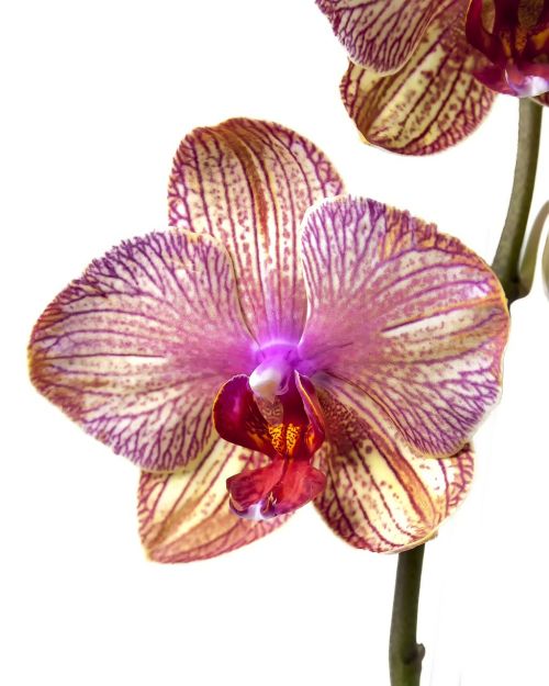 phalaenopsis orchid phalaenopsis orchid