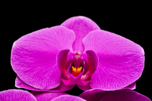 phalaenopsis orquidea flower