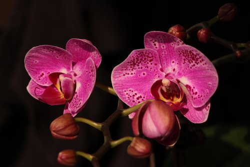 phalaenopsis  orchid  red flower