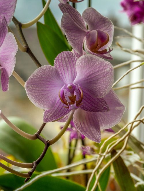phalaenopsis pink orchid floral elegance