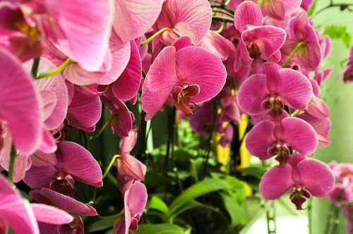 phalaenopsis flowers plant