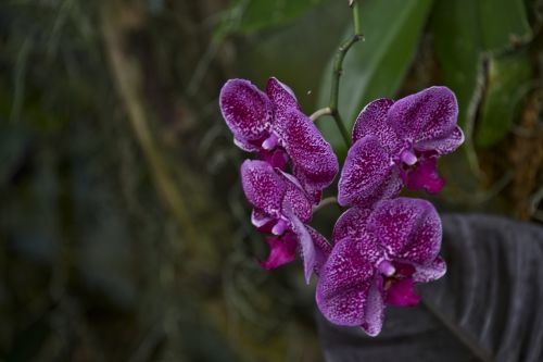 Phalaenopsis Purple Orchid